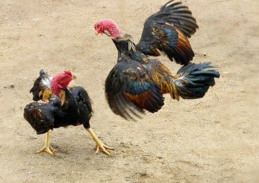 Các giải đá gà Việt trực tiếp có không