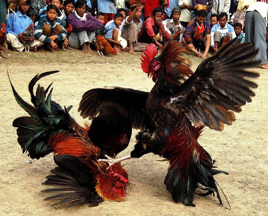 Kỹ Thuật Vỗ Chạng (Tăng Cân) Cho Gà Bị Suy