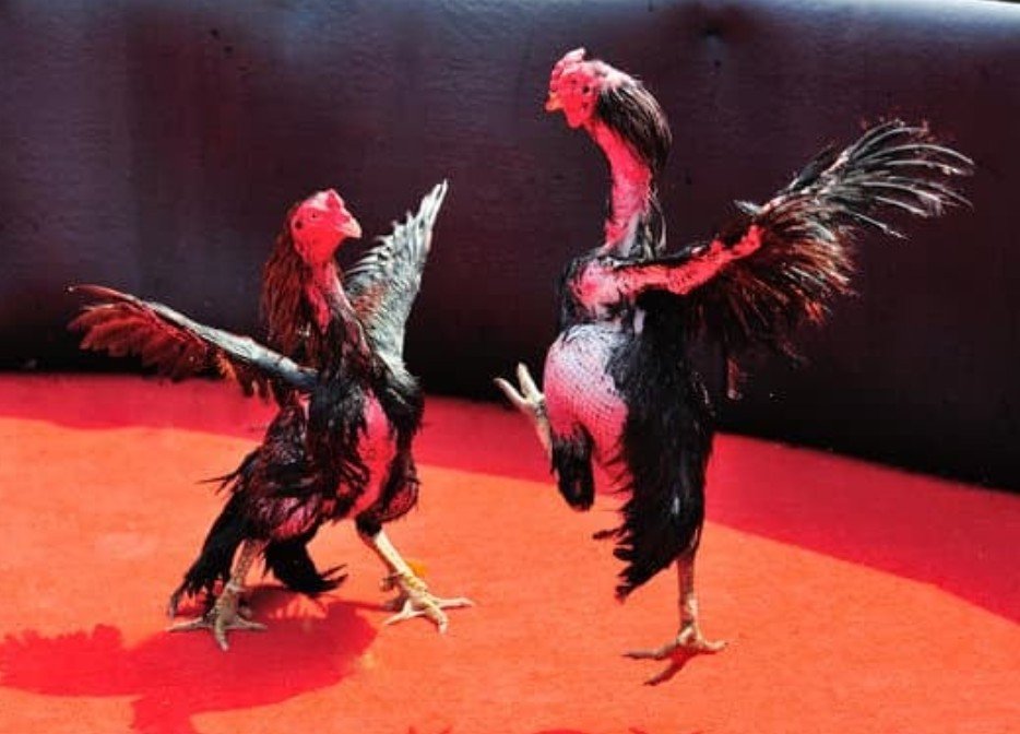 Tại Sao Cấm Đá Gà? Sự Thật Đằng Sau Lệnh Cấm