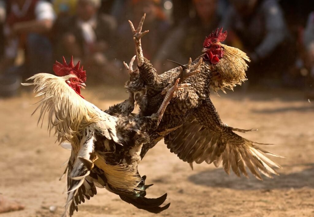 Hướng Dẫn Chi Tiết Cách Tham Gia Đá Gà BJ88