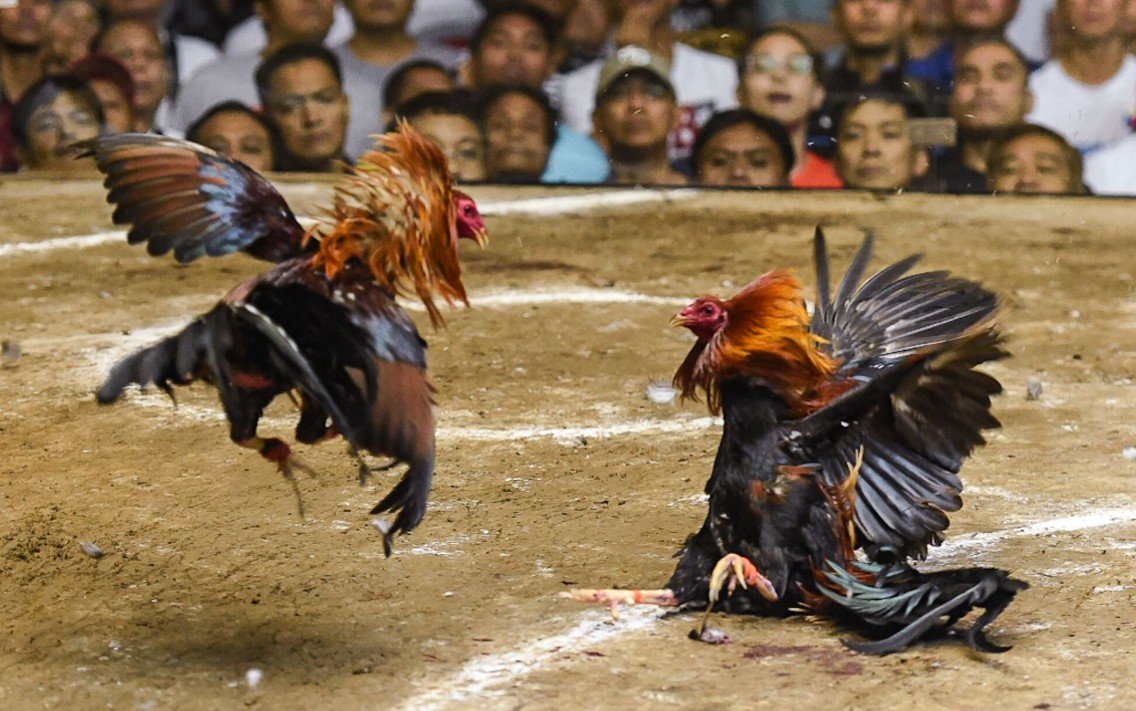 Top 5 Lý Do Nên Chọn Đá Gà Tại BJ88 Thay Vì Các Nhà Cái Khác