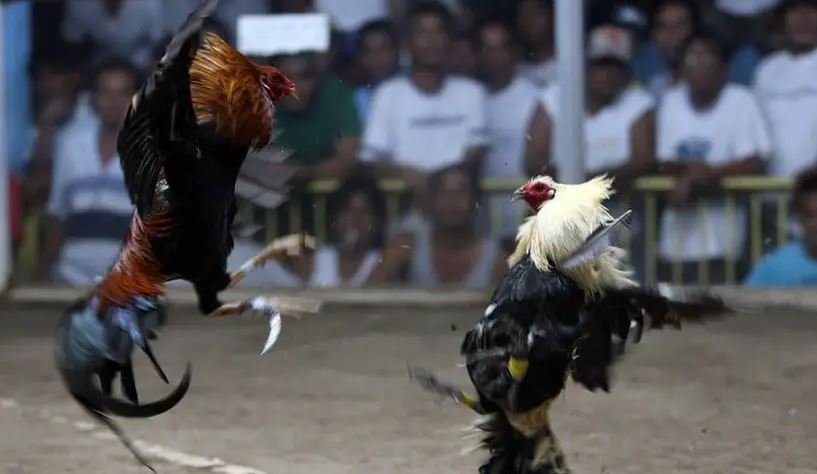 Cách Huấn Luyện Gà Đá Cựa: Quy Trình Chi Tiết Từ A-Z