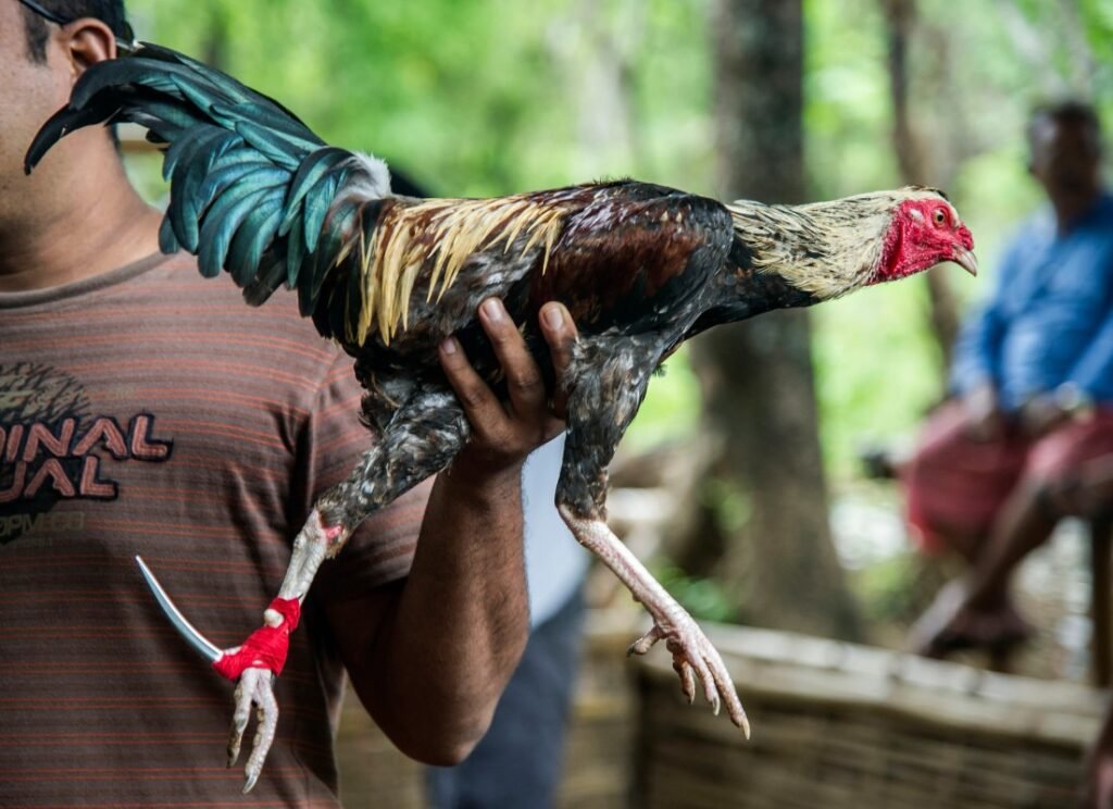 Tại Sao Gà Chọi Không Sung? Hiểu Rõ Để Khắc Phục