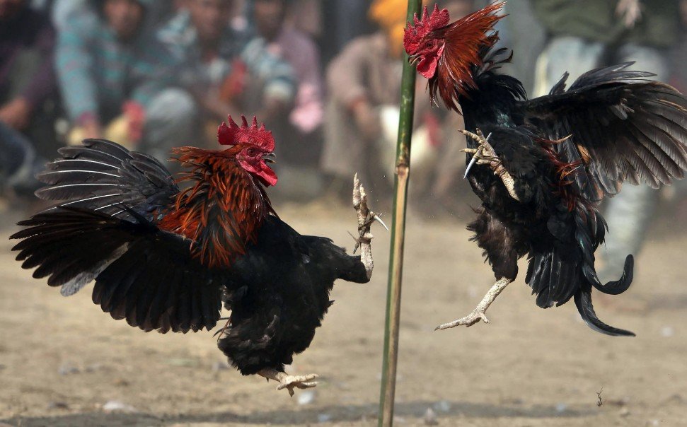 Lời Khuyên Chuyên Gia Từ Bj88sbs & Cảnh Báo