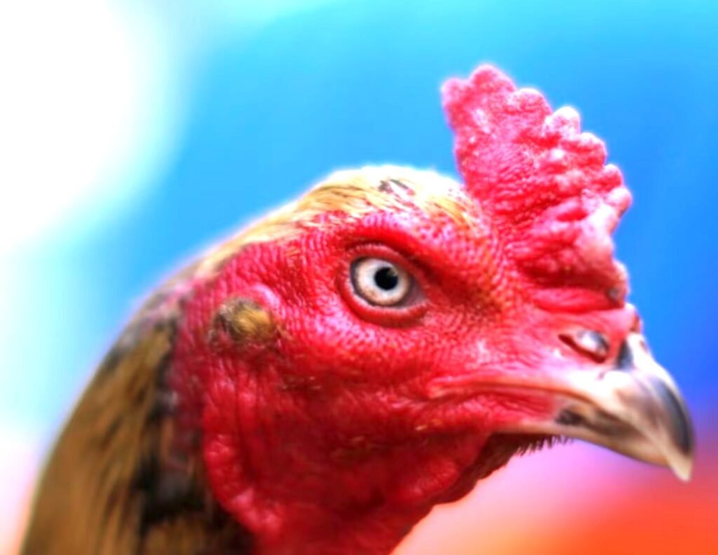 1. Tại Sao Gà Chọi Cần Phải "Đỏ Da Thắm Thịt"? Làm thế nào cho gà chọi đỏ