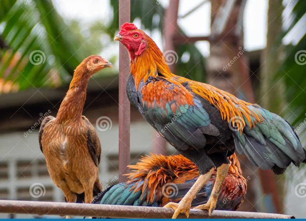 Lời Khuyên Của Bj88: Đừng Biến "Thần Kê" Thành "Phế Kê"