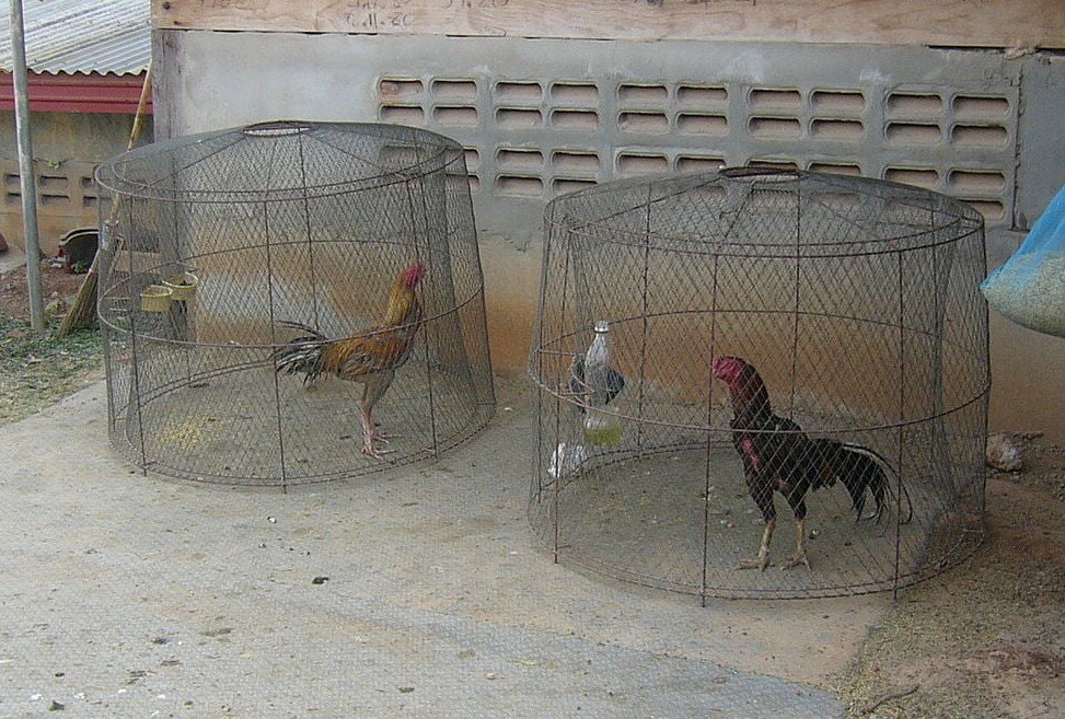 Làm thế nào để gà chọi tăng cân, Bí Quyết Giúp Gà Chọi Tăng Cân Thần Tốc