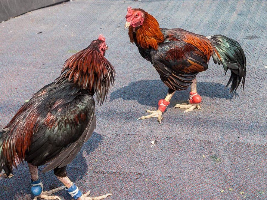 [GÀ CHỌI Ở ĐÂU HAY NHẤT] - Hướng Dẫn Chọn "Linh Kê" Từ A-Z