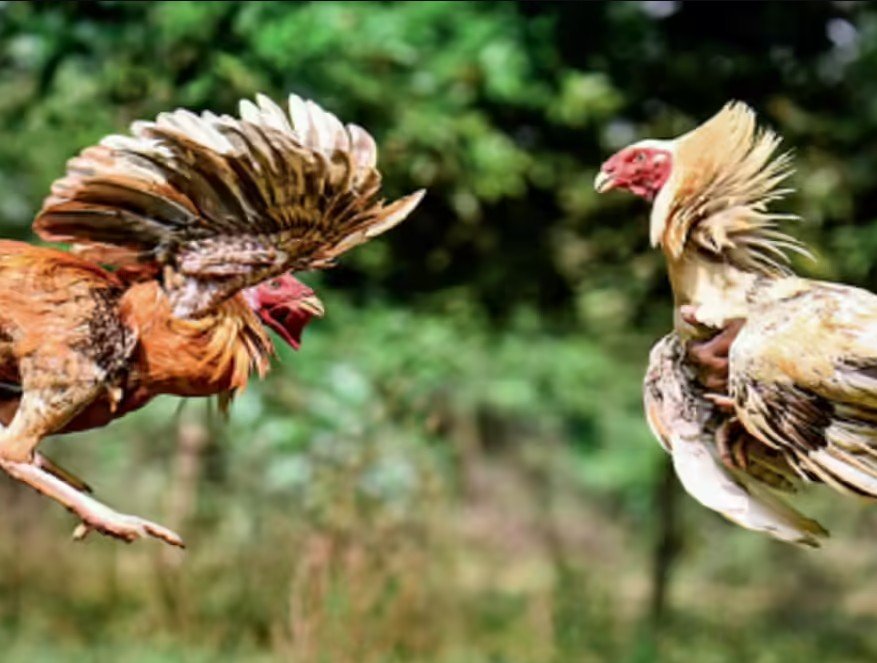 Kỹ Thuật Nuôi Dưỡng: Yếu Tố Quyết Định 50% Thắng Bại