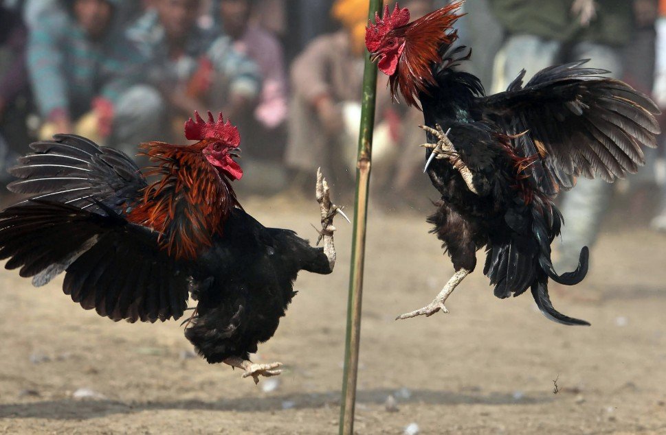 Cách Chữa Mốc Cho Gà Chọi: Tuyệt Chiêu "Sạch Bách" Nấm Da Từ Sư Kê