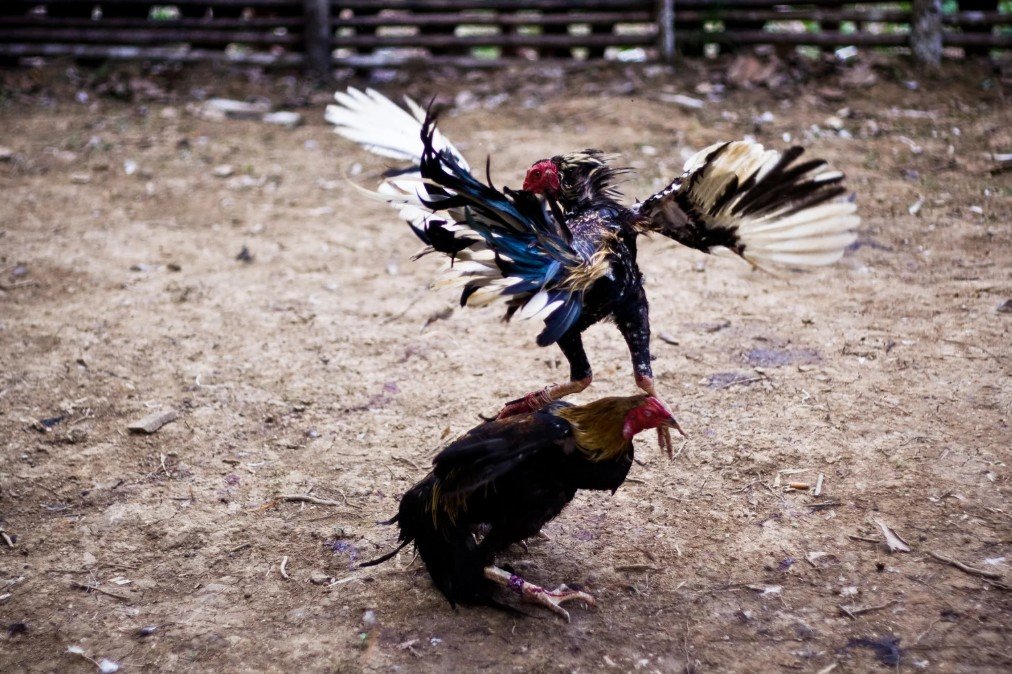 Ranh Giới Mong Manh: Nuôi Gà Nòi (Hợp Pháp) và Tổ Chức Đá Gà (Phạm Pháp)