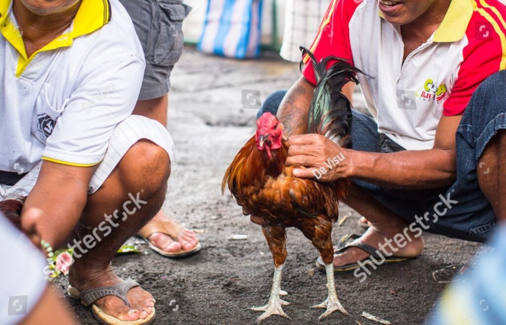 Tại Sao Đá Gà Bị Bắt