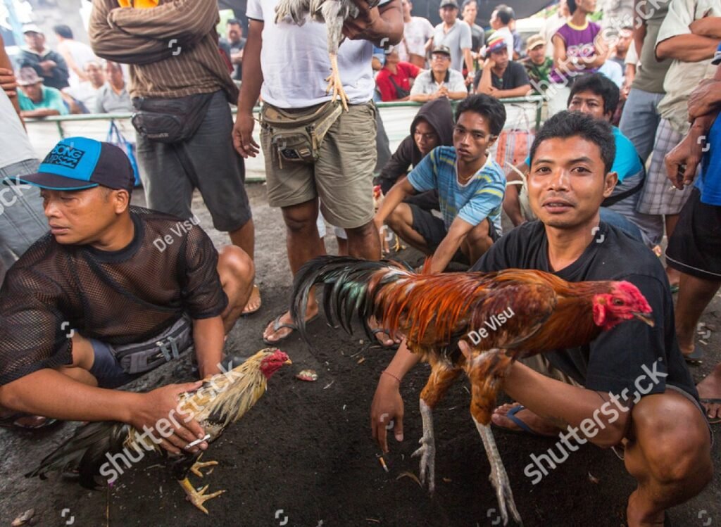 Tại Sao Đá Gà Bị Bắt? Phân Tích 3 Yếu Tố Cốt Lõi