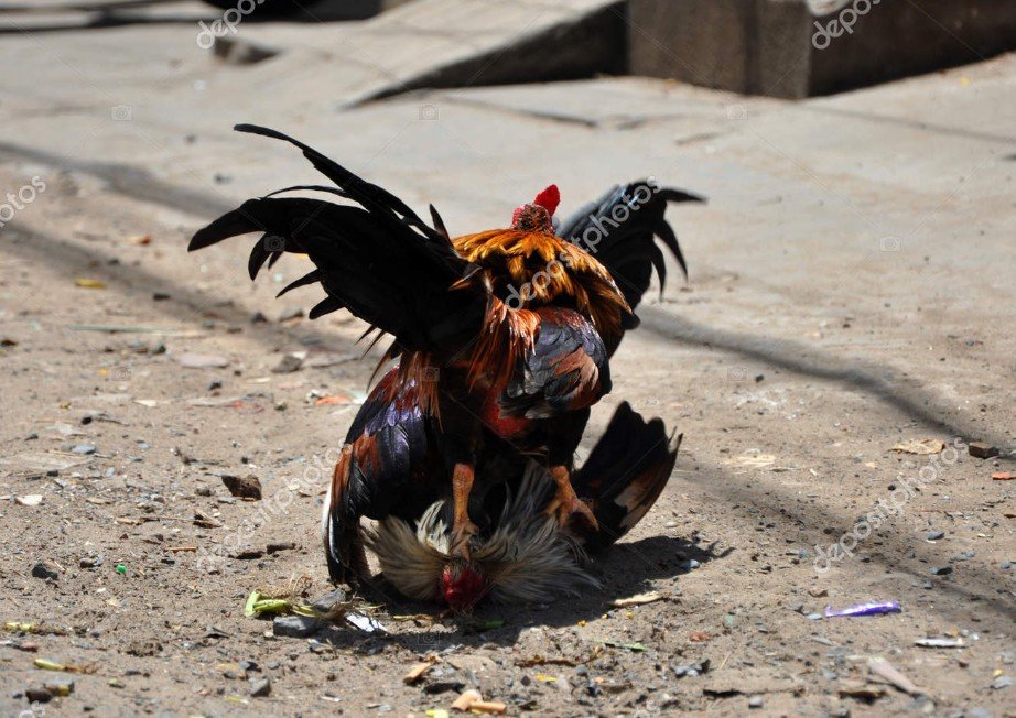 Độ linh hoạt của con ngươi và tia mắt trong Kinh Kê