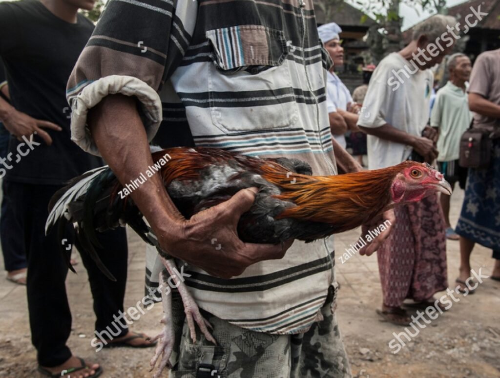Kỹ thuật tách chuồng và quản lý không gian nuôi riêng biệt