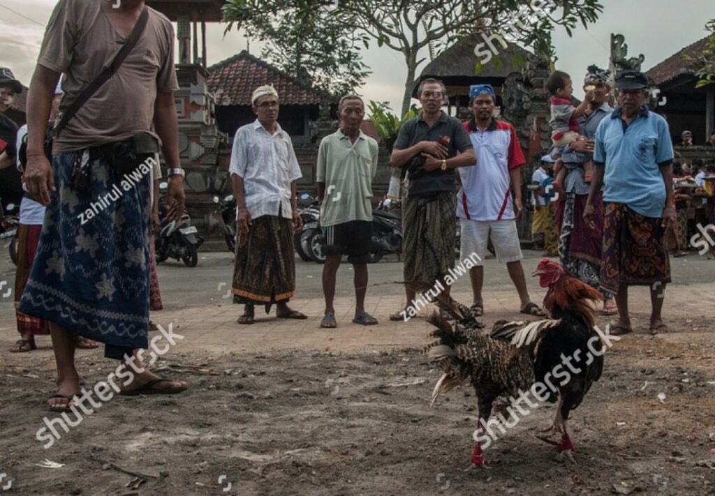 Tầm quan trọng của cách Nuôi Gà Chọi 6 Tháng Tuổi trong cuộc đời chiến kê