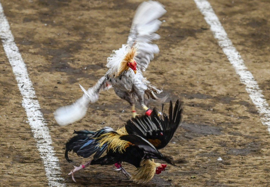 Quy trình 5 bước kiểm tra vảy gà bài bản cho người mới