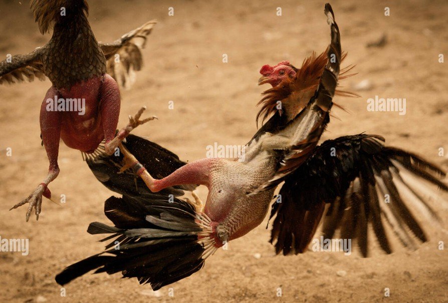 Tầm quan trọng của cách xem vảy gà chọi