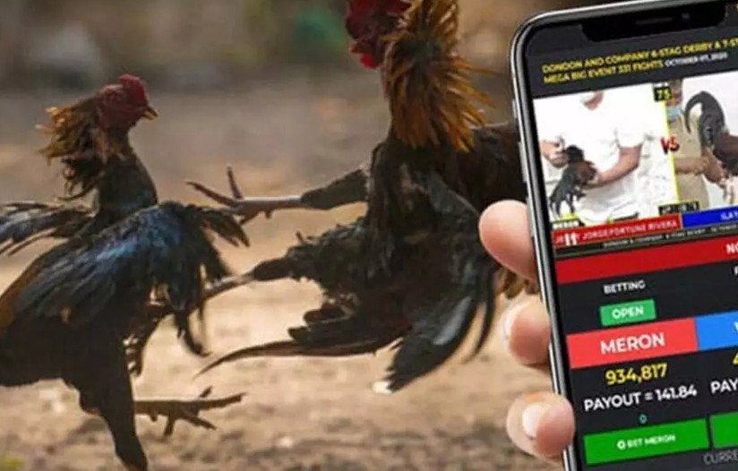 Đá Gà Trên Mạng Luôn Thua - Tại Sao Việc Hiểu Rõ "Luật Chơi" Lại Quan Trọng