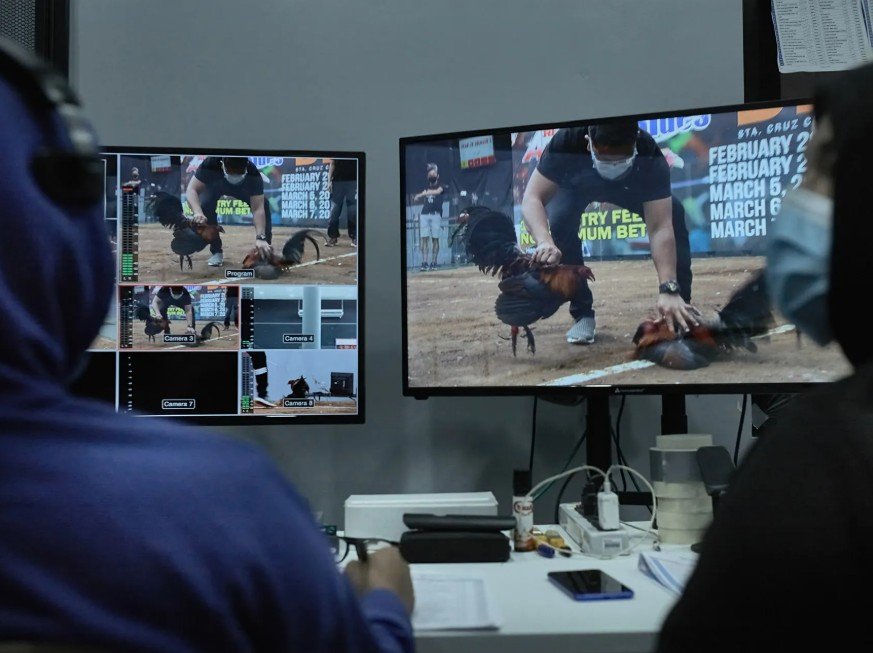 TẠI SAO ĐÁ GÀ TRÊN MẠNG LUÔN THUA? - Phân Tích Chuyên Sâu