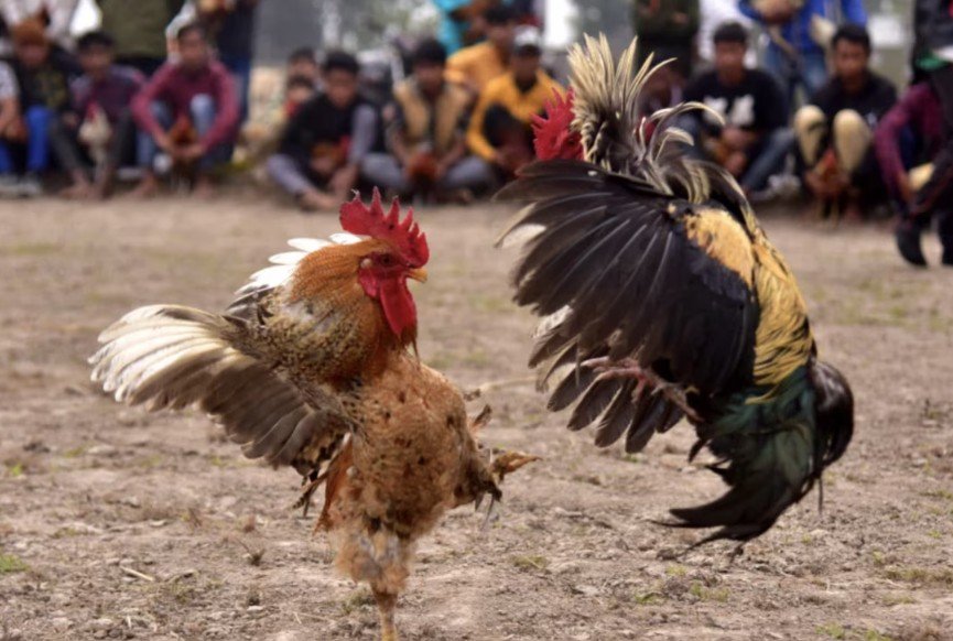 Xem tướng diện và ngoại hình để chọn gà mái chọi hay