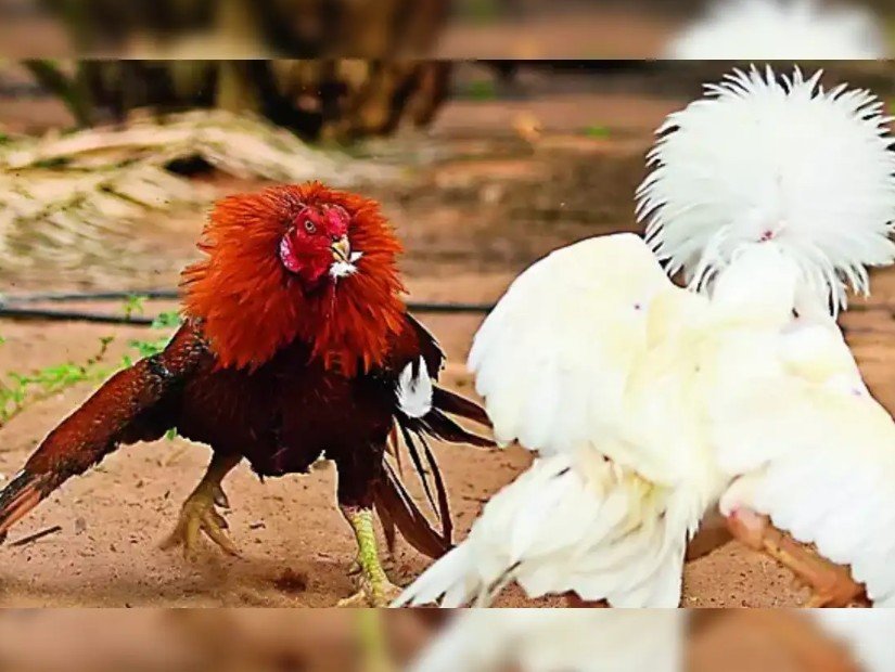 Tầm quan trọng của Cách Nhận Biết Gà Mái Chọi Hay