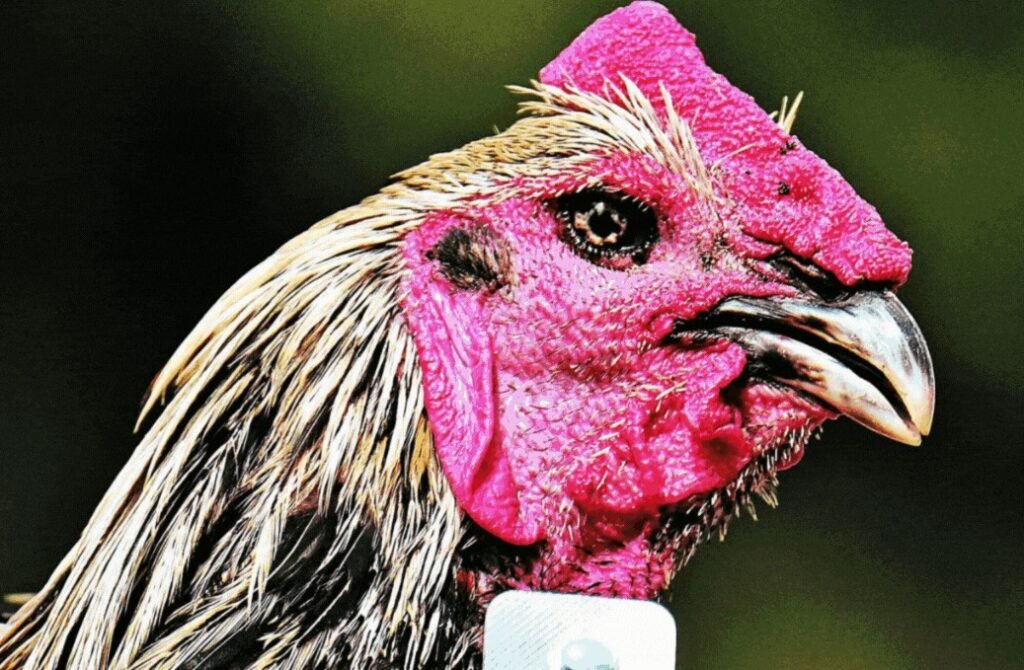 Cách nhìn gà biết lối đá: Xác định lối đá tấn công hay phòng thủ