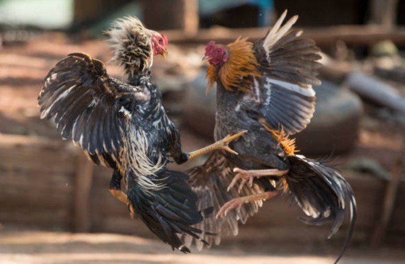 Kỹ thuật xem vảy chân và đặc điểm chân gà để dự đoán đòn cáo