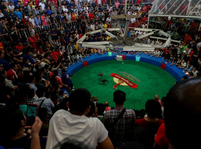 Tầm quan trọng của Cách Xem Chân Gà Chọi