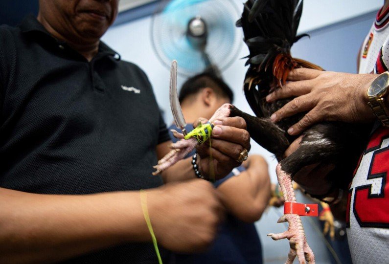 Cách xem vảy gà chọi – Chi tiết các loại vảy quý (Thần Kê)