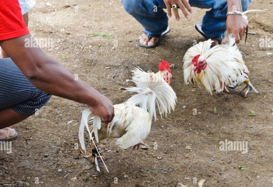 Chọn giống gà chọi con – Nuôi Gà Chọi Con Khỏe Mạnh