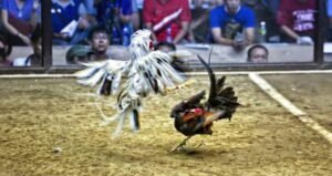 Quy Trình Ép Chạng (Giảm Cân) An Toàn Trong 14 Ngày