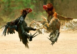 Lời Khuyên Chuyên Gia: Phân Tích Dưới Góc Nhìn Của Bj88