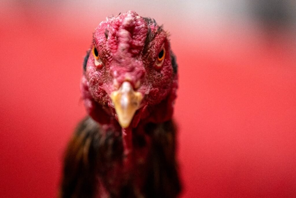 Quy Trình Om Bóp & Vào Nghệ Chuẩn Chỉ (A-Z)