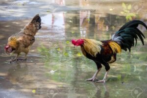 Giải Quyết Vấn Đề Nâng Cao & Lời Khuyên Từ Bj88.sbs