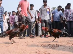 Cách Chữa Mốc Cho Gà Chọi Từ A-Z