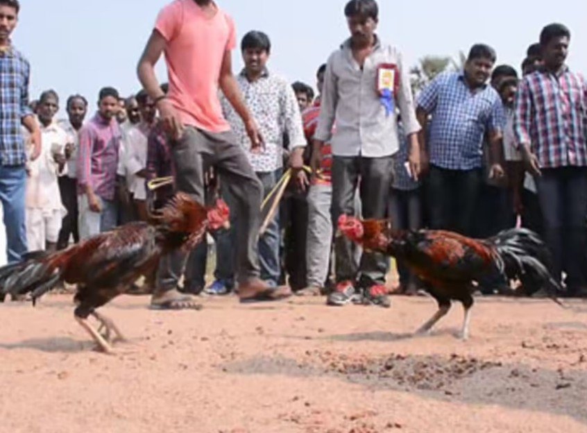 Cách Chữa Mốc Cho Gà Chọi Từ A-Z