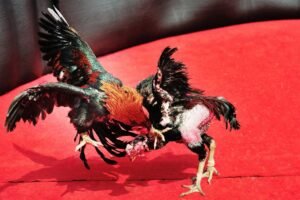 Lời Khuyên Của Bj88 Cho Anh Em Đam Mê