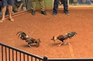 Hướng dẫn nhận biết thế đá đặc trưng qua dáng đứng và tướng đi