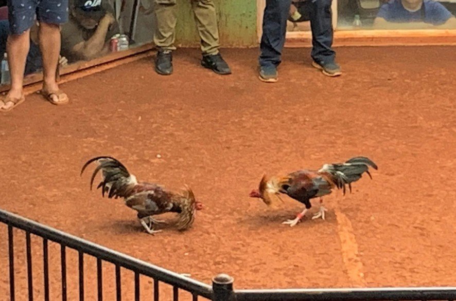 Hướng dẫn nhận biết thế đá đặc trưng qua dáng đứng và tướng đi