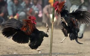 Quan sát tính khí và bản năng chiến đấu tự nhiên