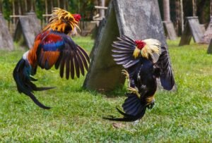 Quan sát thần thái, tiếng gáy và nội lực