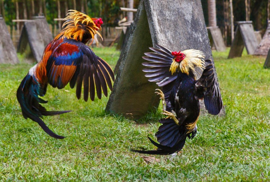 Quan sát thần thái, tiếng gáy và nội lực