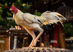 Mối tương quan giữa đặc điểm chân và lối đá thực chiến