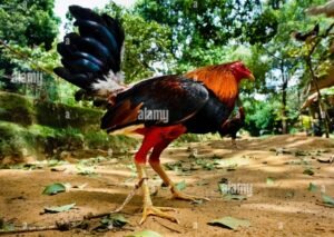 Quy trình phòng bệnh: Kết hợp y học hiện đại và mẹo dân gian